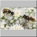 Ectemnius lituratus - Grabwespe w14d rechts 12mm - OS-Hellern Waldwiese det.jpg